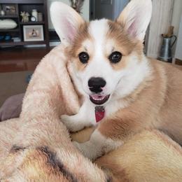 Pembroke Welsh Corgi Puppies from Mendoza Welsh Corgi’s