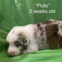 Pluto - Red merle male Australian Shepherd puppy in Hammond, Louisiana from Gold Ring Australian Shepherds