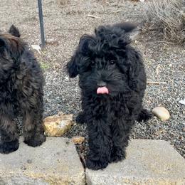Schnoodle Puppies from Roux's Munchkins