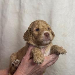 Cadence - Apricot female Goldendoodle puppy in Sanderson, Florida from Serenity Goldendoodles