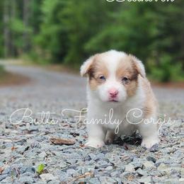 Beethoven - Sable and white male American Corgi puppy in Cameron, North Carolina from Butts Family Corgis