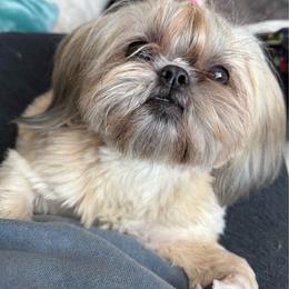 Shih Tzu puppies from Lala's All Star Shih Tzu