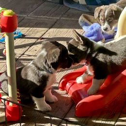 American Corgi Puppies from Patriot American Corgi