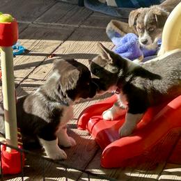 American Corgi Puppies from Patriot American Corgi