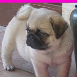 Pug Puppies from Pug Puppies of Boston