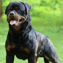 Rottweiler All Grown Up from Morris Rottweilers