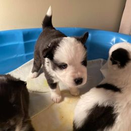 Pomsky Puppies from Capital Pomsky