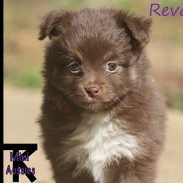 Miniature Australian Shepherd and Toy Australian Shepherd Puppies from TK Mini Aussies