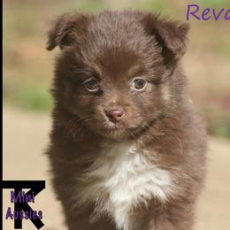Miniature Australian Shepherd and Toy Australian Shepherd Puppies from TK Mini Aussies