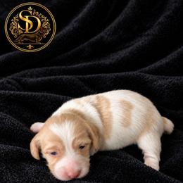 AKC Longhaired Cream Piebald Chloe - Cream female Dachshund puppy in Los Angeles, California from Sterling Dachshunds
