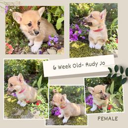 Girl 2 - Fawn female Pembroke Welsh Corgi puppy in Maryville, Tennessee from R & T Farms