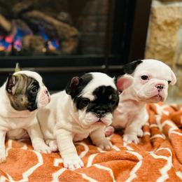 French Bulldog puppies from San Juan Frenchies