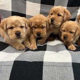 Girl - Yellow female Labrador Retriever puppy in Beaverdam, Virginia from Gold Heart Labradors