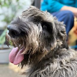 Gigi - Giant Schnauzer