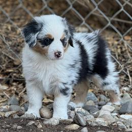 Miniature American Shepherd Puppies from Karen Ross's Miniature American Shepherds