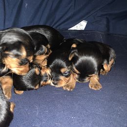 Yorkshire Terrier Puppies from Needmore Yorkies