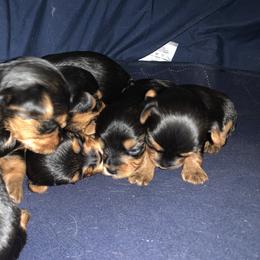 Yorkshire Terrier Puppies from Needmore Yorkies