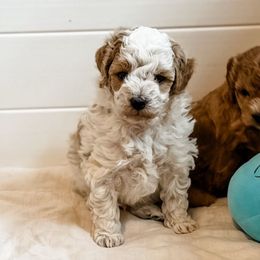 Boy - Apricot male Aussiedoodle puppy in Arlington, Washington from Doodle Love Laugh