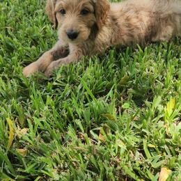 Goldendoodle Puppies from Costa's Curly Canines