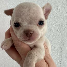 Butter - White male Chihuahua puppy in Coweta, Oklahoma from Green Country Chihuahuas