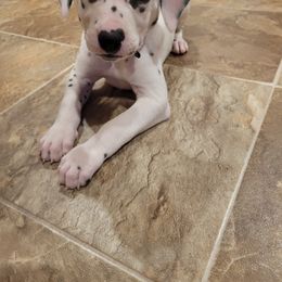 Dalmatian Puppies from Rock Creek Dalmatians