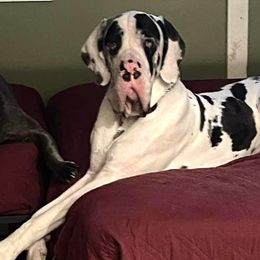 French Bulldogs and Great Danes from Starr Creek Danes & Frenchies