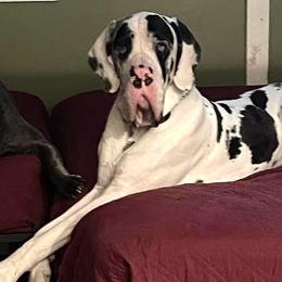French Bulldogs and Great Danes from Starr Creek Danes & Frenchies