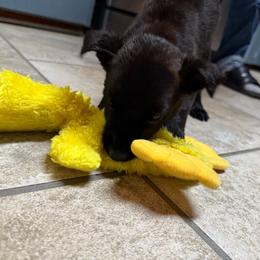 Fais-do-do - Black brindle female Dutch Shepherd puppy in Saint Amant, Louisiana from Mercy Kennels