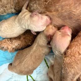 Princess Peach - White female Poodle puppy in Oceanside, New York from Anastasia Poodles three four seven seven five four two three four five
