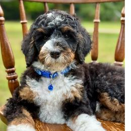 Blue - Tri-color male Bernedoodle puppy in Hesperia, Michigan from Red Acres Poodles & Doodles