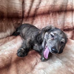 Black - Sable male Dachshund puppy in Waukegan, Illinois from Rolling and Howling Basset Hounds and Dachshunds