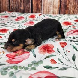 Ruby - Black and cream female Dachshund puppy in Malad City, Idaho from Mountain Sage Dachshunds