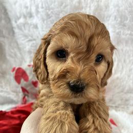 Festive - Red and white male Cockapoo puppy in Adrian, Oregon from ApplebyFarm