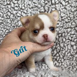 Grit - Chocolate and white male Chihuahua puppy in Augusta, Georgia from Sophia Jade's Chi Brigade