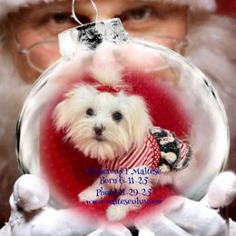 Buttercup F - White female Maltese puppy in Silverhill, Alabama from Malteseuluv’s Tiny Treasurers