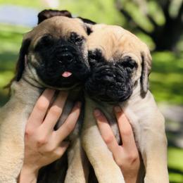 Bullmastiff Puppies from Olga Contant