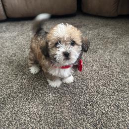 Girl 4 - Liver and white female Shihpoo puppy in Junction, Utah from Sugar Doodles