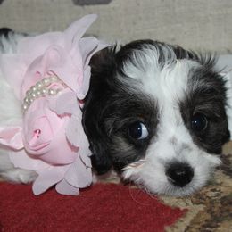 Libby - Black and white female Cavapoo puppy in Arkansas from Brew House