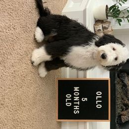 Bernedoodle, Bernese Mountain Dog, Old English Sheepdog, Poodle, and Sheepadoodle Puppies from VonDoodles Bernedoodles & Sheepadoodles