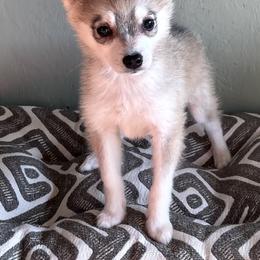 Annie - Gray and white female Alaskan Klee Kai puppy in Winthrop, Minnesota from Kayobi Shibas
