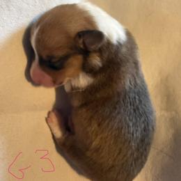 Girl 3 - Red female Pembroke Welsh Corgi puppy in Sterling, Connecticut from Corgi Cottage