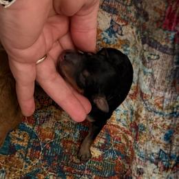 Luke - black phantom - Phantom male Poodle puppy in Goliad, Texas from Sassy Lil Aussies and Diamond W Poodles