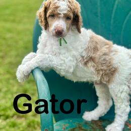 Gator - Parti male Poodle puppy in Ardmore, Oklahoma from The Poodles of Green Acres