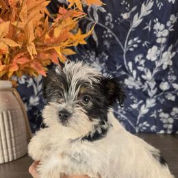 Oreo - Parti male Yorkshire Terrier puppy in Callahan, Florida from Nikki's Precious Yorkies