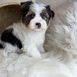 Chase 2,250 - Parti male Yorkshire Terrier puppy in Hardin, Texas from Katrinas puppies