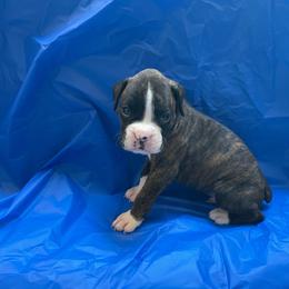 Cody Johnson - Brindle male Boxer puppy in Willard, North Carolina from Boone’s Boxers of North Carolina