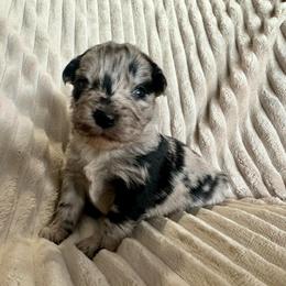 Nova - Blue merle female Miniature Australian Shepherd puppy in New Hampton, Iowa from Full River Australian Shepherds