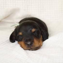 Salem - Black and tan male Dachshund puppy in Tucson, Arizona from Lengthydog.co