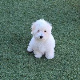 Coton de Tulear Puppies from Classy Cotons