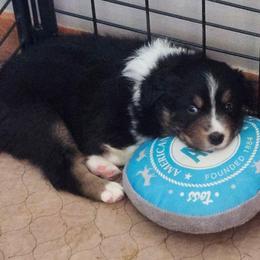 Jett - Black tri-color male Australian Shepherd puppy in Athens, Tennessee from Mimi's Aussie